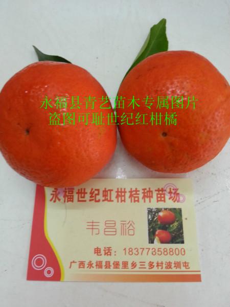 供应用于种植的世纪红柑橘果苗批发多少钱一棵图片