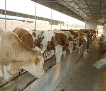 供应山西肉牛养殖技术
