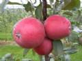 泰安市浓甜微酸的红之舞苹果厂家供应浓甜微酸的红之舞苹果、红之舞苹果苗基地