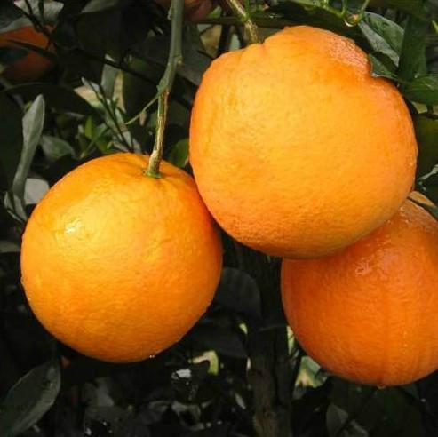 正宗冰糖橙长寿之橘麻阳冰糖橙