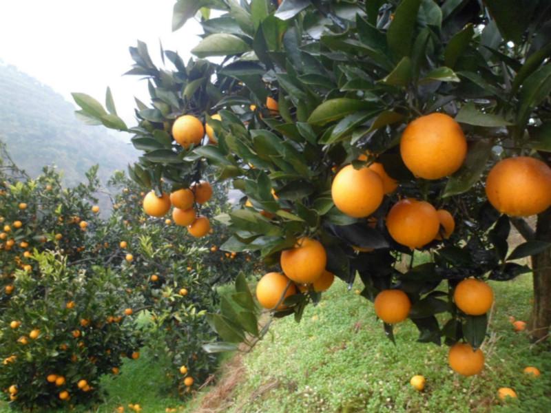 供应特价抢鲜首批麻阳冰糖橙