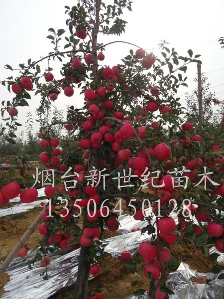 供应烟台苹果苗 2公分苹果树 3公分苹果树报价