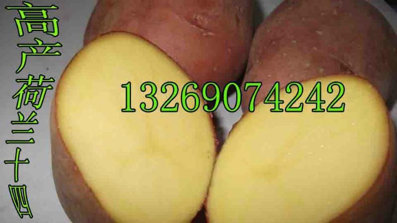 供应土豆种子/土豆种子价格/黑土豆种子厂家
