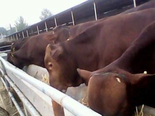供应目前肉牛犊价格养牛效益养牛成本