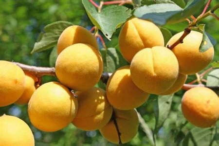 供应杏树苗，山西杏树苗，杏树品种，山西杏树苗 价格。