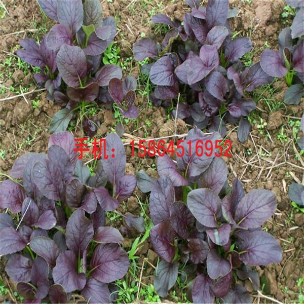 供应紫油菜种子 四季盆栽紫油菜