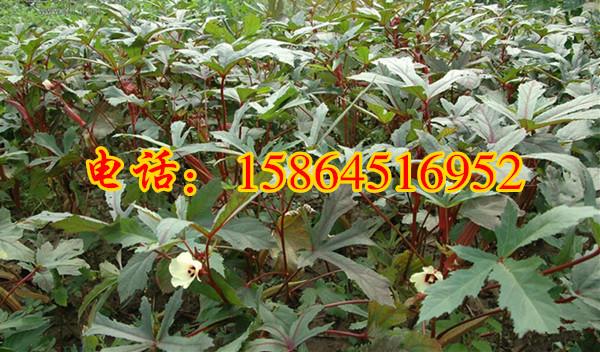 济南市红秋葵种子厂家供应红秋葵种子 秋葵种子 补肾菜种子