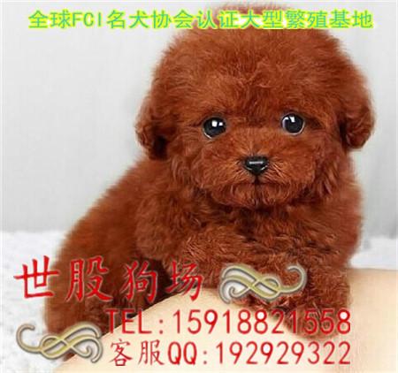 供应广州哪里有卖泰迪熊 广州哪里有正规狗场 泰迪熊多少钱