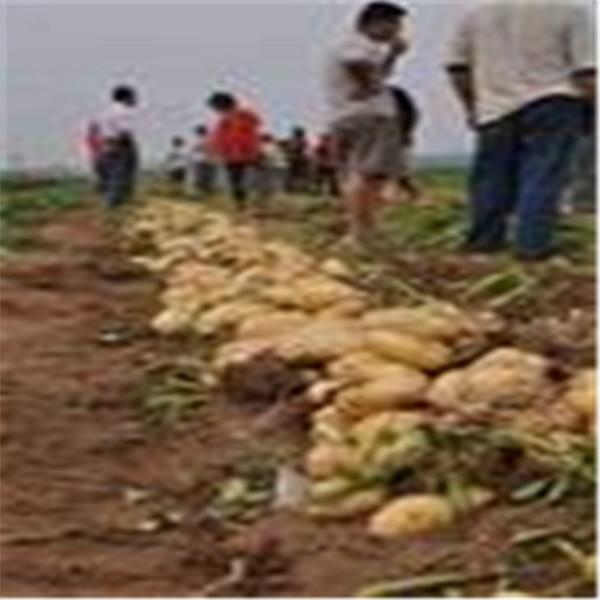 供应土豆种子图片
