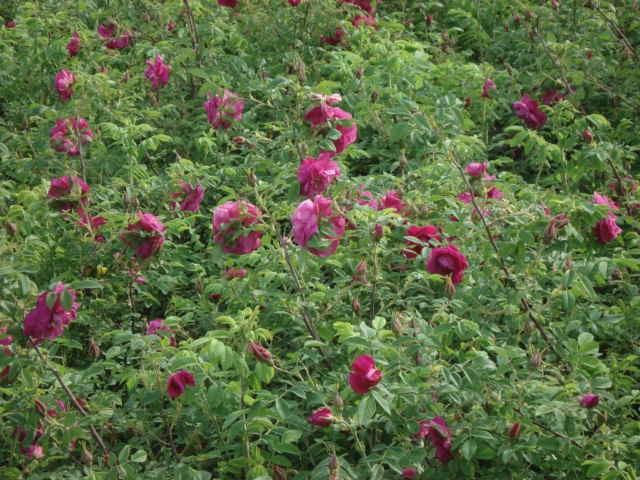 供应新疆地区多季玫瑰价格，80高三分枝多季刺玫报价，辽宁刺玫玫瑰基地