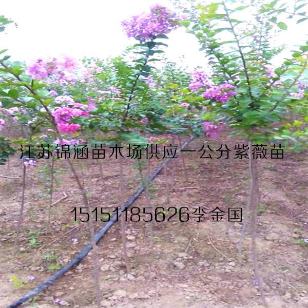 供应1公分紫薇苗/2年生紫薇树苗/最热销的乡土树种图片