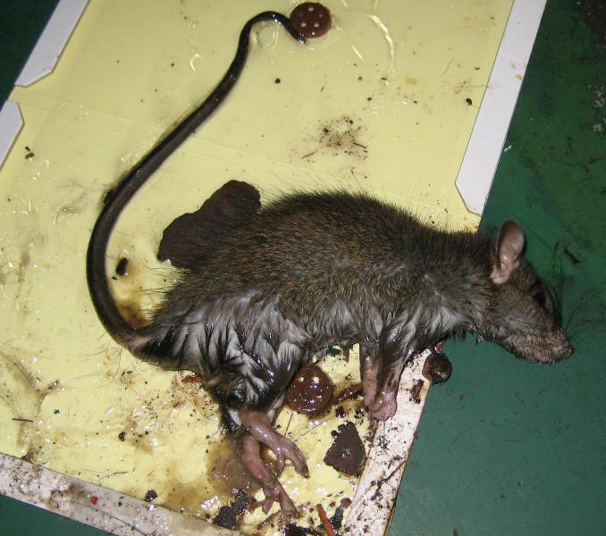 供应灭老鼠公司/家庭灭鼠消毒杀虫灭蟑 餐厅灭鼠杀虫0779-3214315图片