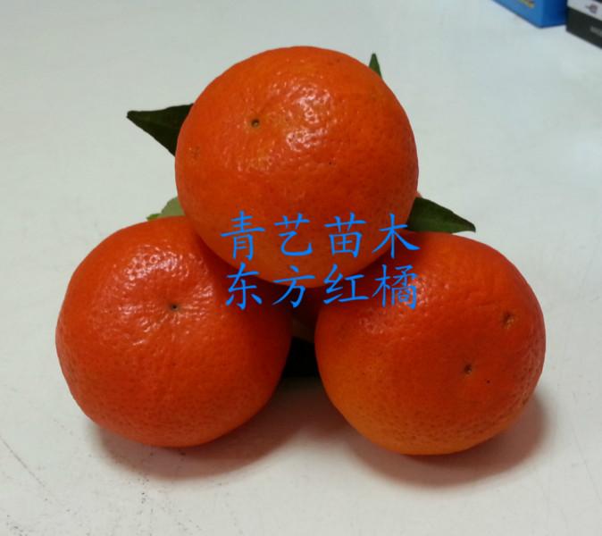 供应用于种植的广西东方红橘果苗