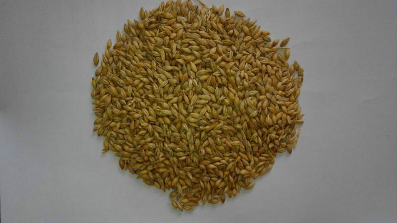 供应进口大麦