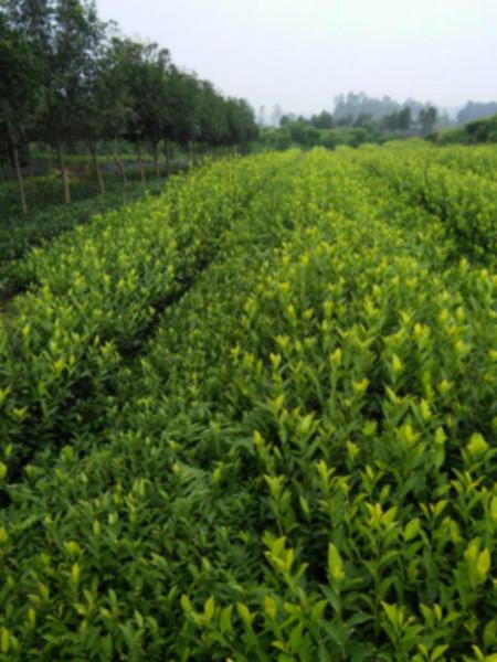 供应用于普洱茶的龙陵县大叶种茶苗、楚雄市茶叶苗图片
