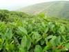 供应绿茶的加工/河南绿茶的加工厂/安徽绿茶的加工厂