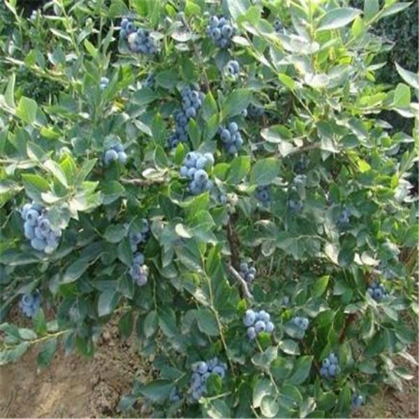 供应高丛蓝莓苗品种