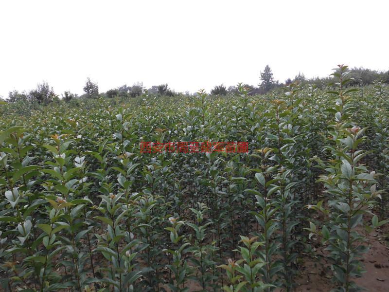 供应用于绿化的西北高杆女贞1.5米以上定植苗