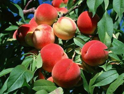 供应批发大量桃树苗优质果树山东种苗