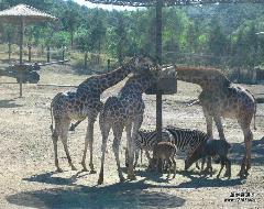 沈阳市棋盘山动物园都有什么动物厂家供应棋盘山动物园都有什么动物