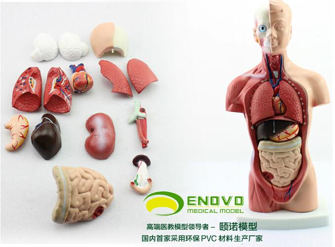 供应26CM 躯干模型人体系统解剖器官模型