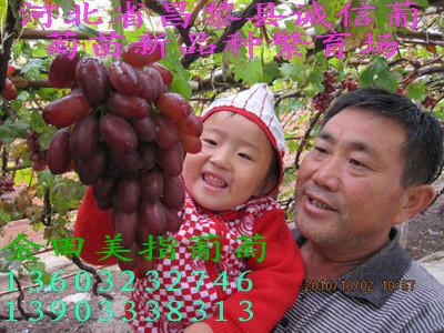 秦皇岛市巨玫瑰葡萄苗厂家供应巨玫瑰葡萄苗