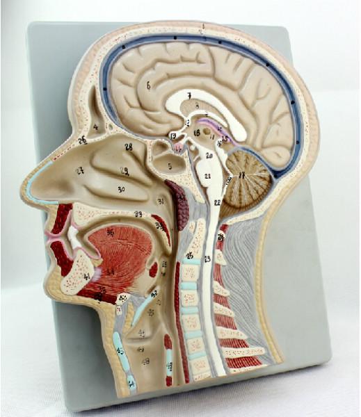 供应头中部切面模型 头中部切面模型价格 人体脑部模型 盈诺实业图片