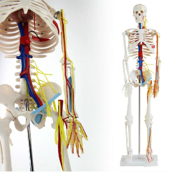 85CM人体骨骼带神经与血管模型批发
