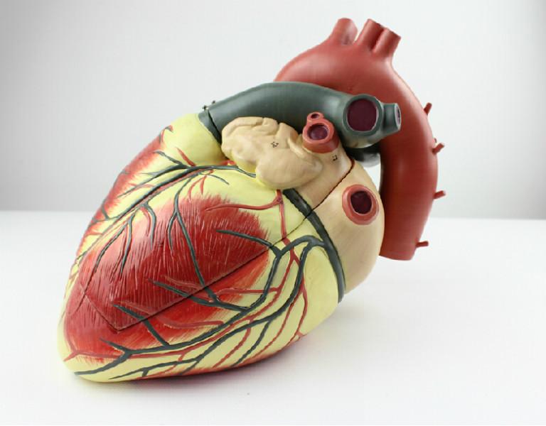 心脏解剖放大模型批发