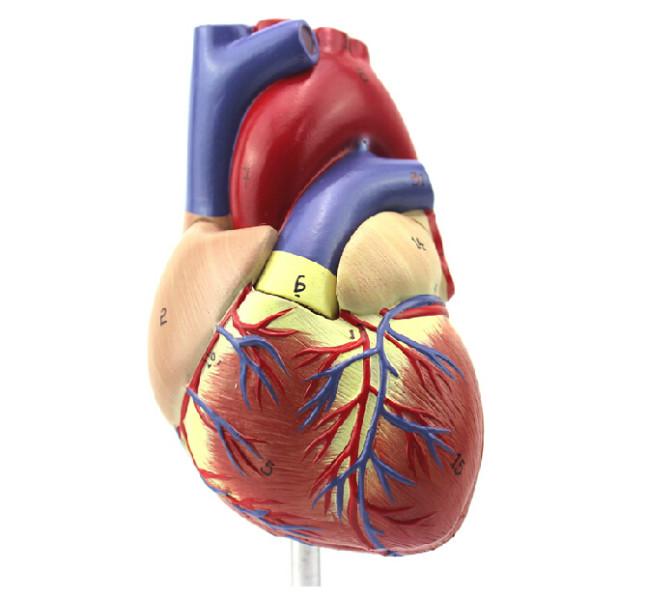 供应自然大心脏解剖模型心脏解剖结构模型彩超心脏盈诺实业