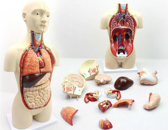 50CM医用人体器官解剖模型批发