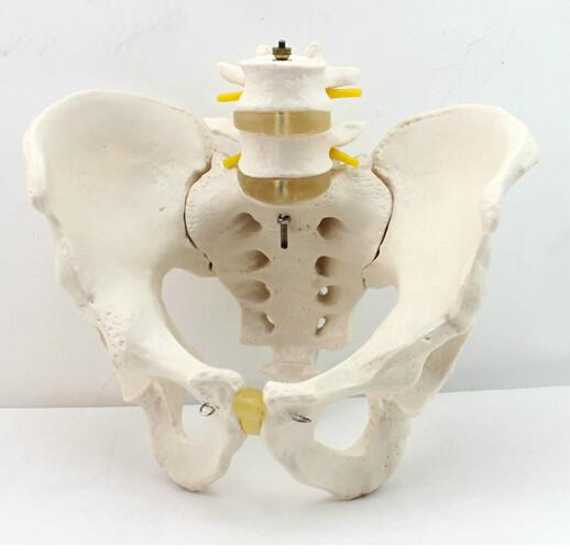 供应男性骨盆模型附两节腰椎，男性骨盆模型附两节腰椎模型