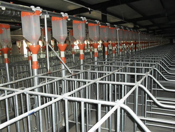 供应母猪自动喂料线 料线价格 料线生产厂家 养殖设备