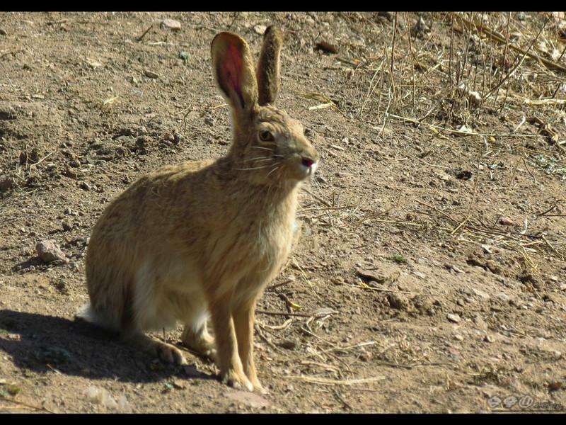 供应杂交野兔,杂交野兔多少钱一只,杂交野兔养殖技术