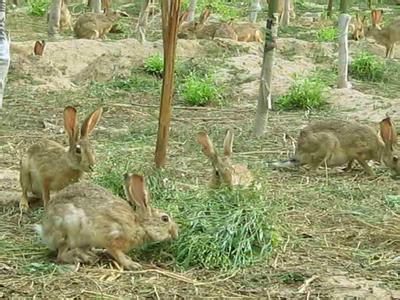 供应野兔种兔，杂交野兔兔种，野兔养殖场，野兔养殖赚钱吗，市场前景