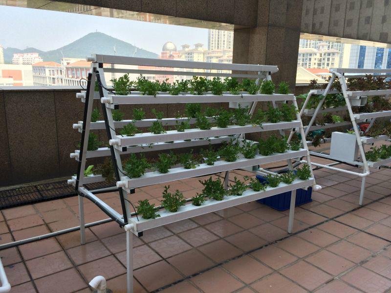 广东家庭楼顶菜园水培设备楼顶蔬菜批发