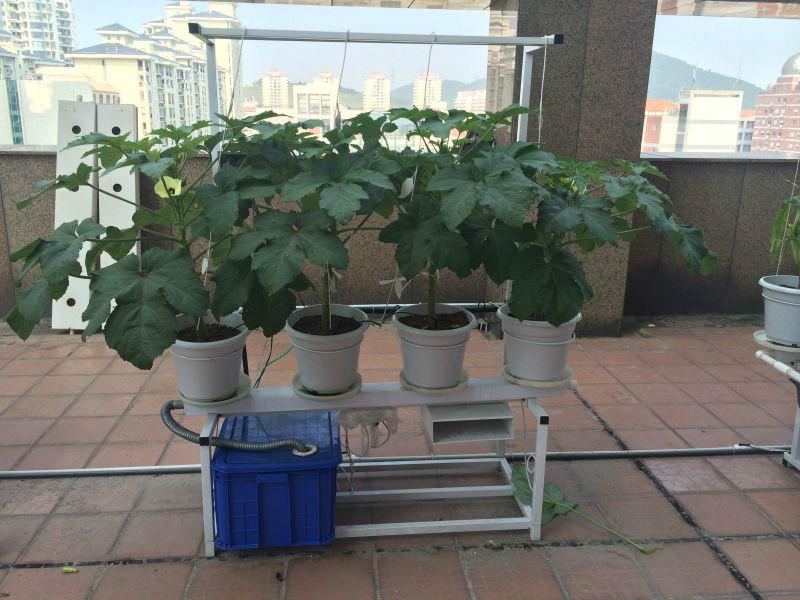 供应用于无土蔬菜种植的家庭阳台种菜设备阳台无土栽培设备