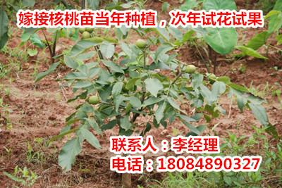 重庆最好的早实薄壳核桃苗品种川早2号核桃苗图片