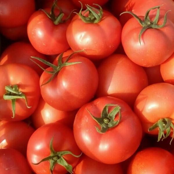 供应山东西红柿那里有2301627 山东西红柿批发 山东西红柿供应