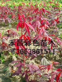 供应日本红枫、日本红枫图片、日本三季红红枫、日本红枫价格