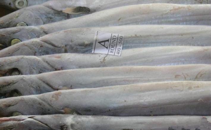 供应印度28厂带鱼印度64厂多宝鱼