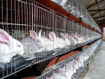 供应兔子养殖成本，兔子养殖利润，养兔效益