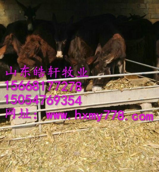 供应安庆市驴养殖利润肉驴养殖利润分析
