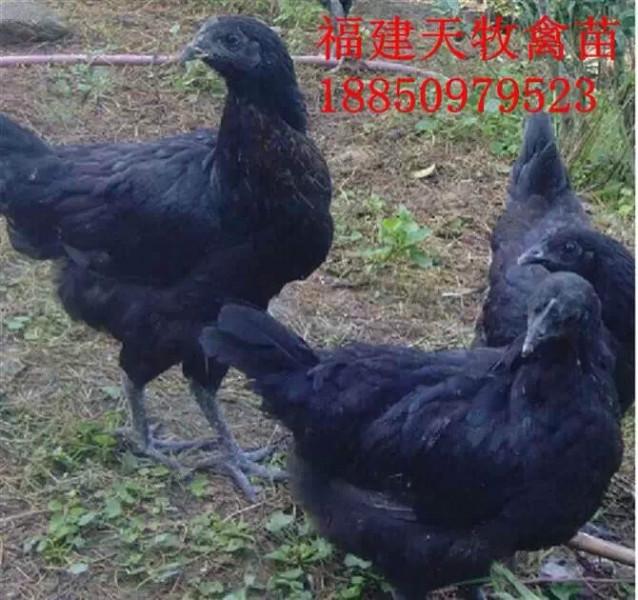 莆田市绿壳蛋鸡绿壳蛋鸡厂家供应绿壳蛋鸡绿壳蛋鸡