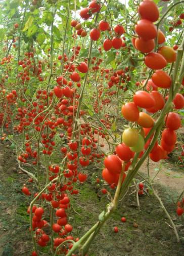 夏星-番茄种子批发