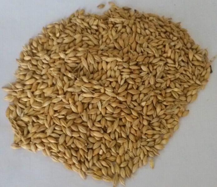 供应天津港进口大麦价格多少，天津港进口大麦供应商电话