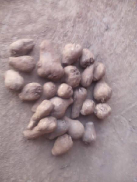 曲靖市一代魔芋种|一代魔芋种子批发厂家供应用于种植的一代魔芋种|一代魔芋种子批发