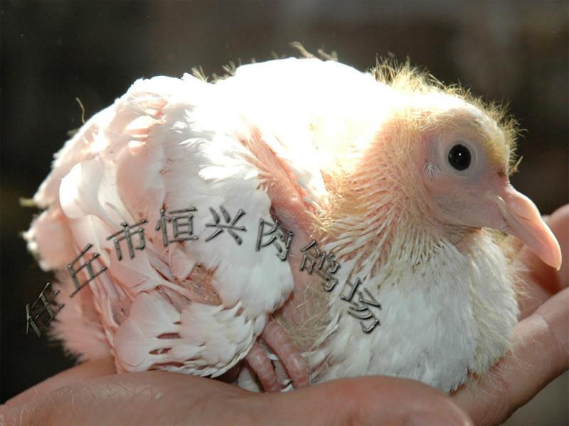专业养殖优质美国白羽王鸽种鸽鸽子批发