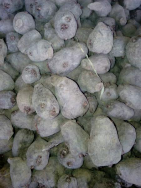 供应衡山县的魔芋种子出售/衡山县魔芋种子供应厂家/易植魔芋优质花魔芋种图片