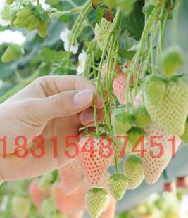 四季盆栽红颜草莓苗价格 批发四季盆栽红颜草莓苗